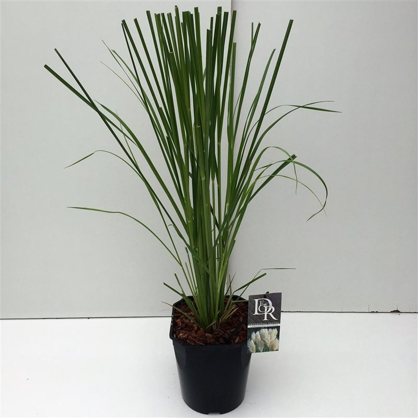 Cortaderia selloana - C5